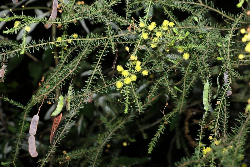 Acacia conferta, photographed by Greg Tasney