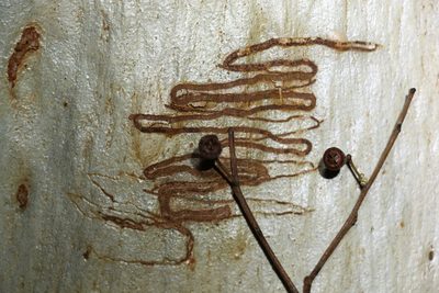 Eucalyptus racemosa, photographed by Greg Tasney