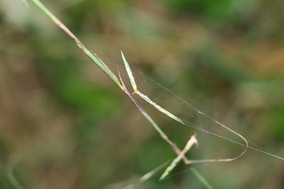 Cymbopogon refractus