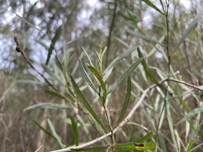 Acacia stricta