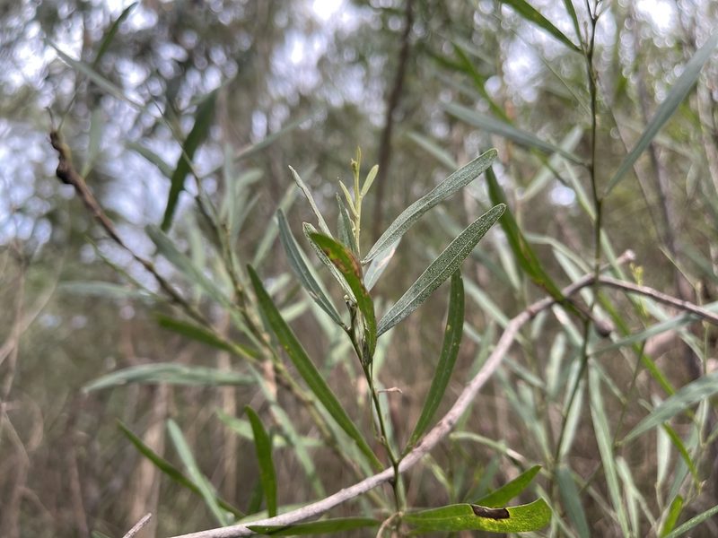 Acacia stricta, photographed by Dylan Wishart