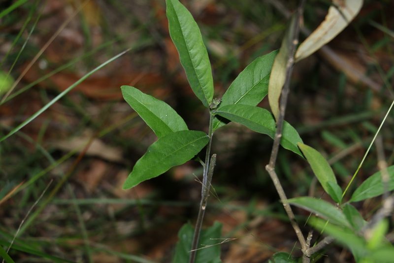 Alstonia constricta, photographed by Greg Tasney