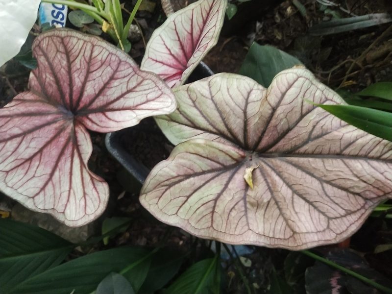 Caladium bicolor, photographed by Greg III Espera
