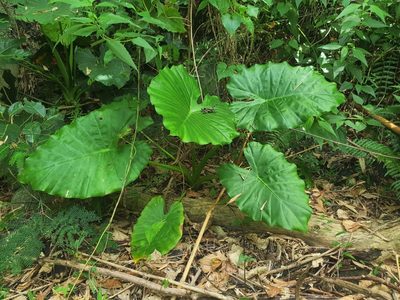 Alocasia odora