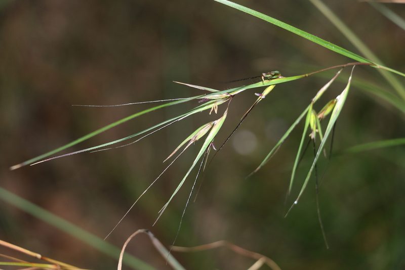 Themeda triandra, photographed by Greg Tasney
