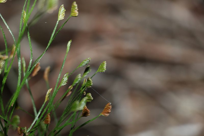 Schizaea bifida, photographed by Greg Tasney