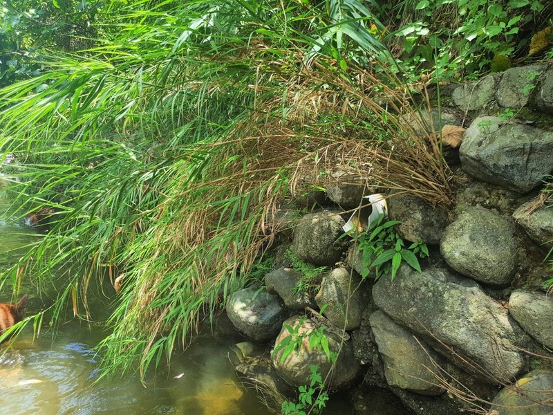 Arundo formosana, photographed by Hugo