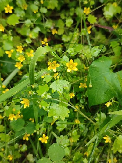 Saxifraga cymbalaria, photographed by Иван Ковтун Ivan Kovtun