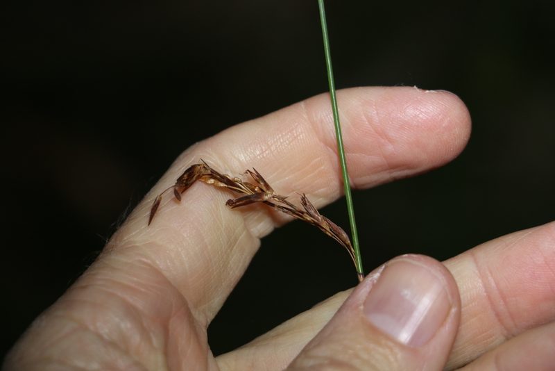 Schoenus brevifolius, photographed by Greg Tasney