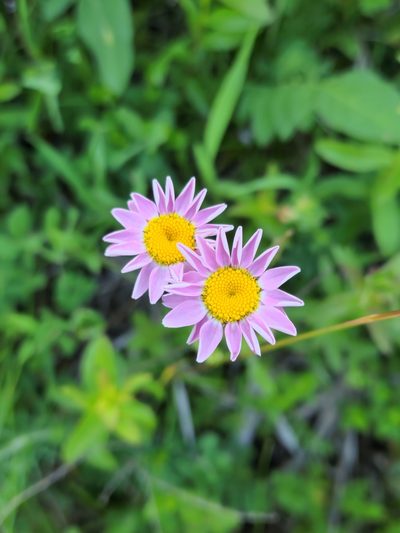 Tanacetum coccineum, photographed by Дауд Арсанукаев