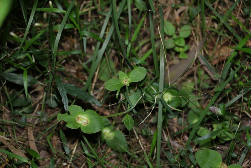 Richardia brasiliensis, photographed by Greg Tasney