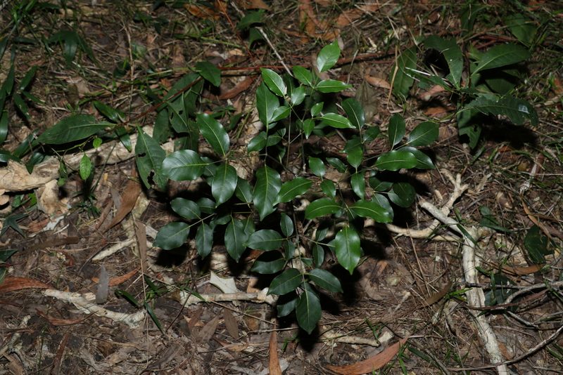 Polyscias elegans, photographed by Greg Tasney