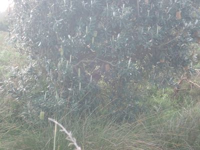 Banksia integrifolia, photographed by Arnim Littek