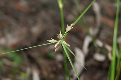 Cyperus polystachyos