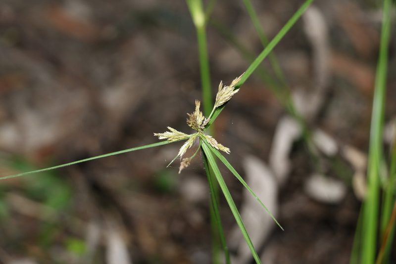 Cyperus polystachyos, photographed by Greg Tasney