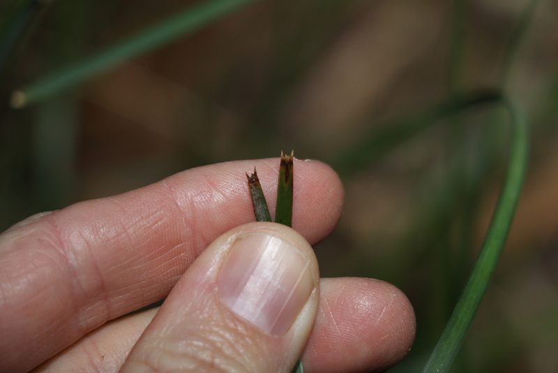 Lomandra confertifolia, photographed by Greg Tasney