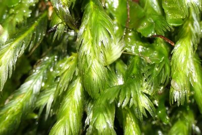 Fissidens grandifrons, photographed by Rafael Medina