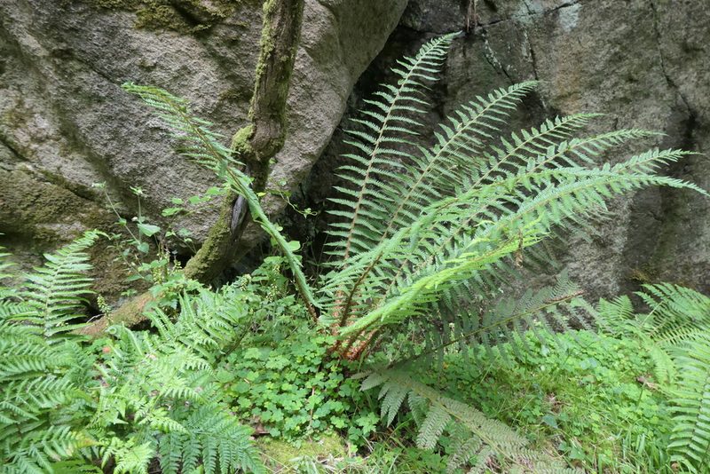 Polystichum setiferum, photographed by Rafael Medina