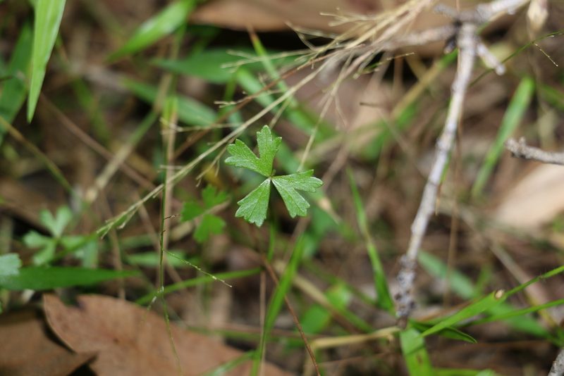 Hydrocotyle paludosa, photographed by Greg Tasney