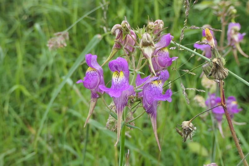 Linaria triornithophora, photographed by Rafael Medina