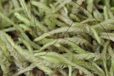 Plagiothecium undulatum, photographed by Rafael Medina