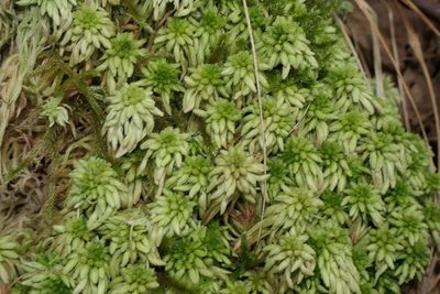 Sphagnum subnitens, photographed by Rafael Medina