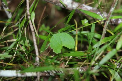 Centella asiatica