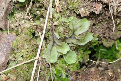 Pellia epiphylla, photographed by Rafael Medina