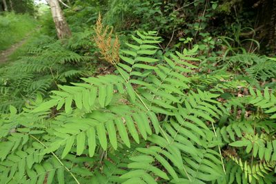 Osmunda regalis, photographed by Rafael Medina