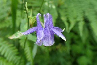 Aquilegia vulgaris, photographed by Rafael Medina