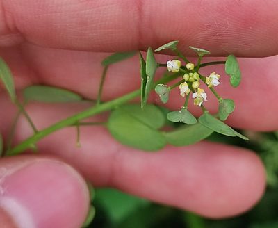 Thlaspi arvense, photographed by Dmitrii Mostovoi
