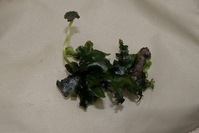 Dumortiera hirsuta, photographed by Rafael Medina