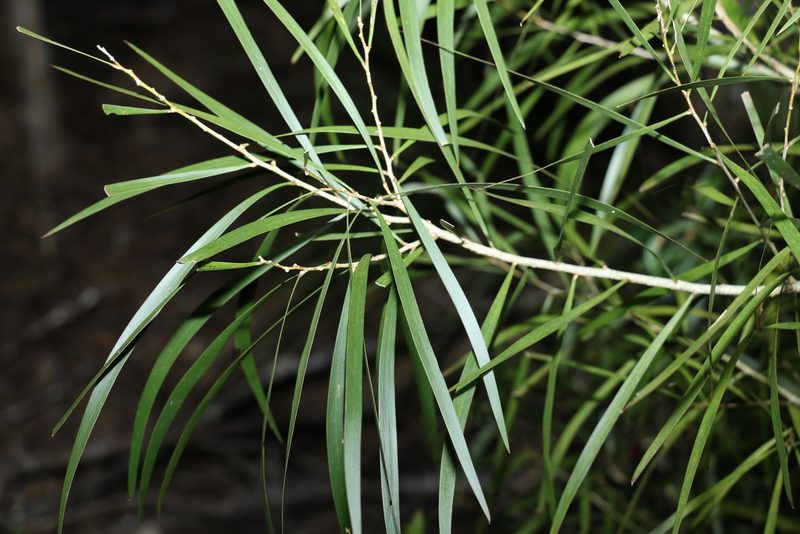Acacia maidenii, photographed by Greg Tasney
