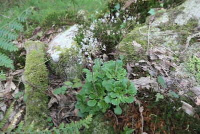 Saxifraga spathularis, photographed by Rafael Medina