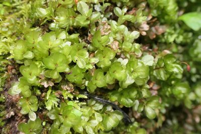 Rhizomnium punctatum, photographed by Rafael Medina