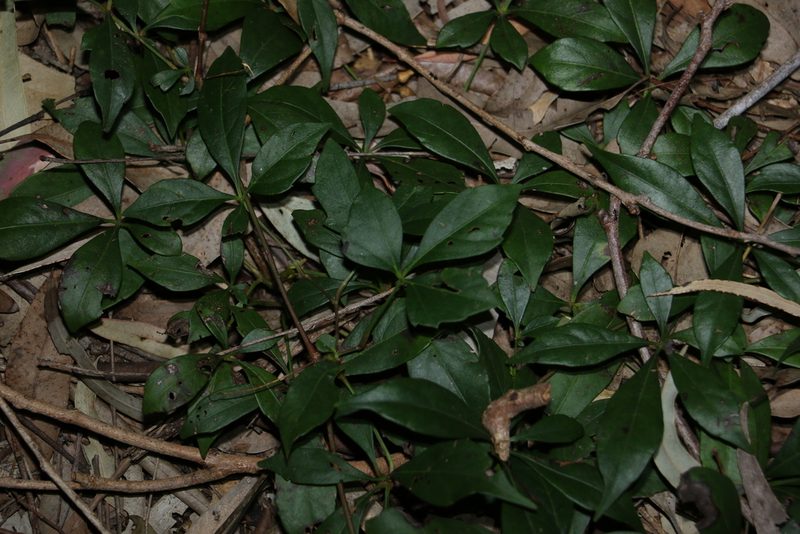 Clematicissus opaca, photographed by Greg Tasney
