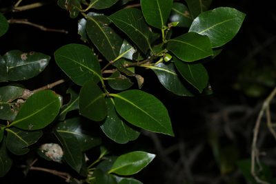 Avicennia marina