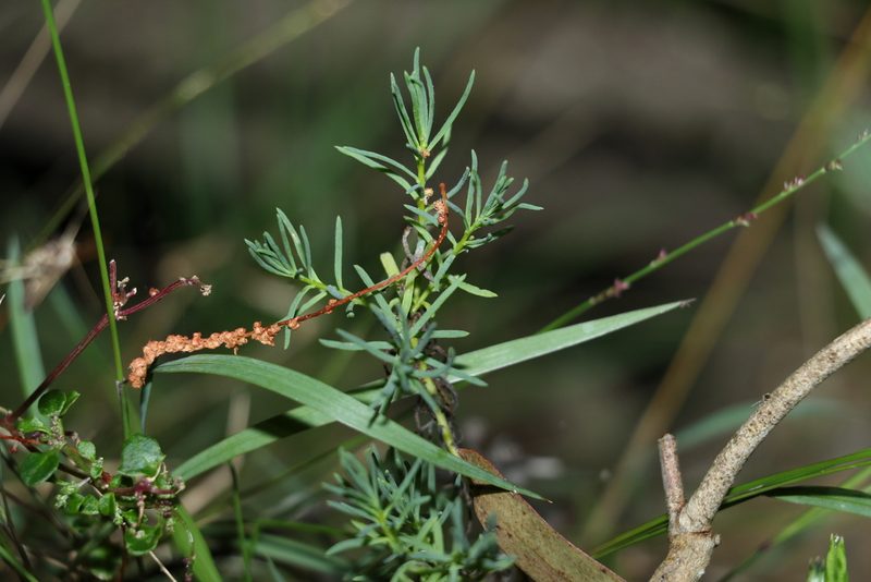 Suaeda australis, photographed by Greg Tasney