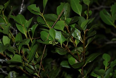 Aegiceras corniculatum