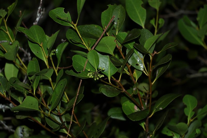 Aegiceras corniculatum, photographed by Greg Tasney