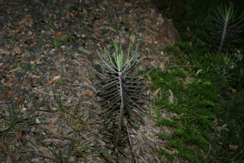 Kalanchoe delagoensis, photographed by Greg Tasney