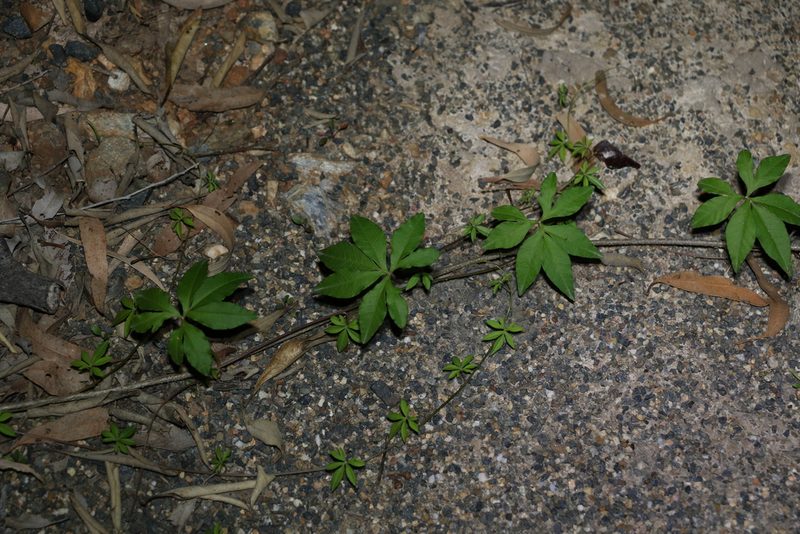 Ipomoea cairica, photographed by Greg Tasney
