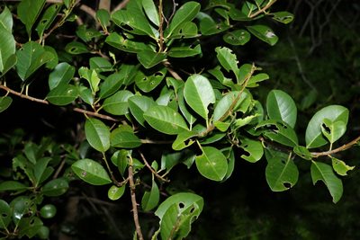 Excoecaria agallocha, photographed by Greg Tasney