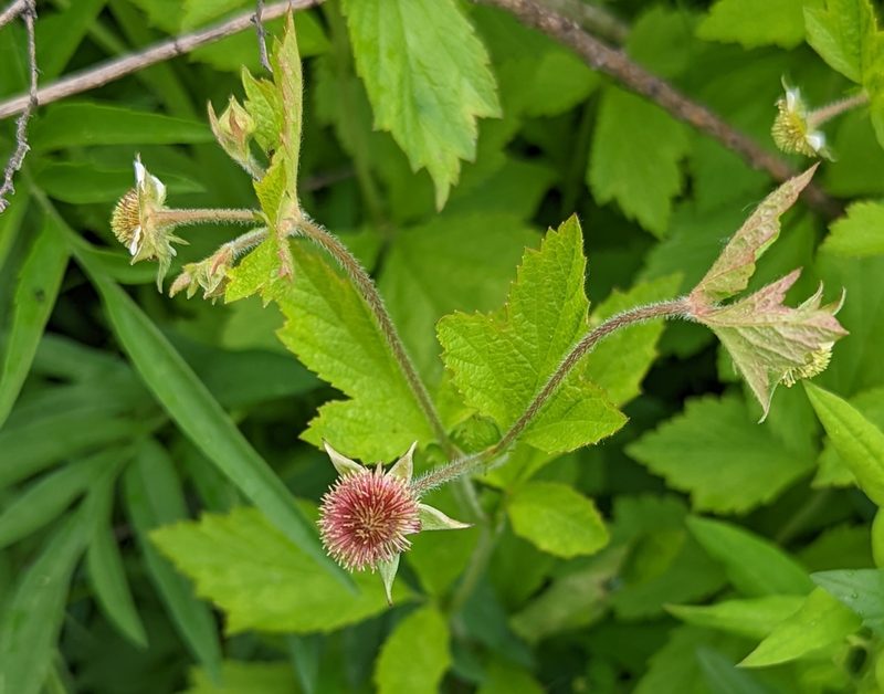 Geum laciniatum, photographed by Tom and T Herman