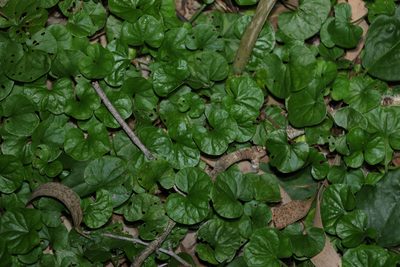 Dichondra repens