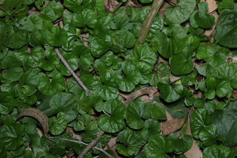 Dichondra repens, photographed by Greg Tasney