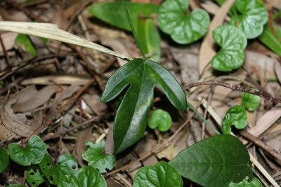 Passiflora pallida