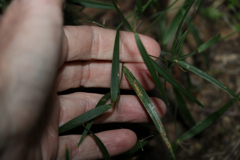 Eustrephus latifolius, photographed by Greg Tasney