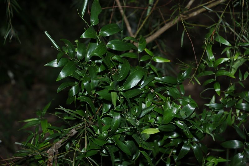 Geitonoplesium cymosum, photographed by Greg Tasney