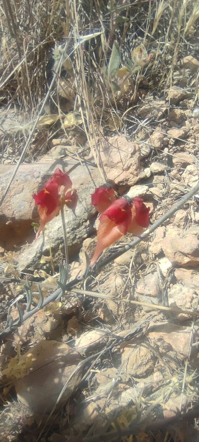 Linaria aeruginea, photographed by Santiago Martín-Bravo